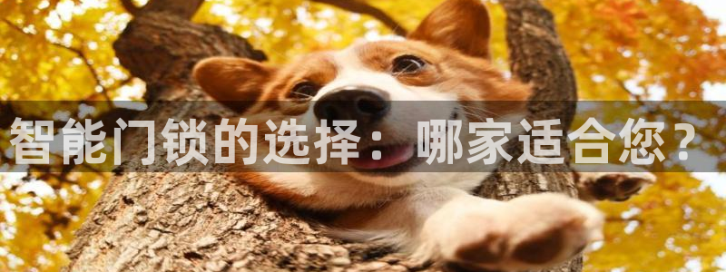 利记官网备用网址：智能门锁的选择：哪家适合您？
